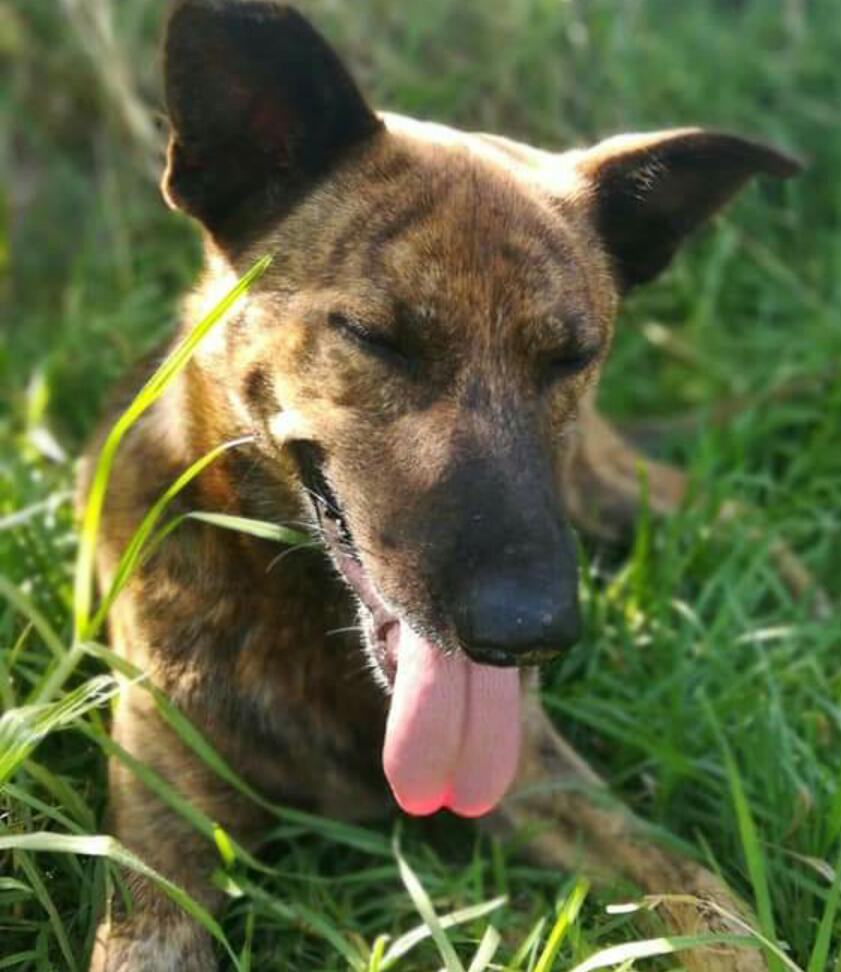 Mascota en adopción
