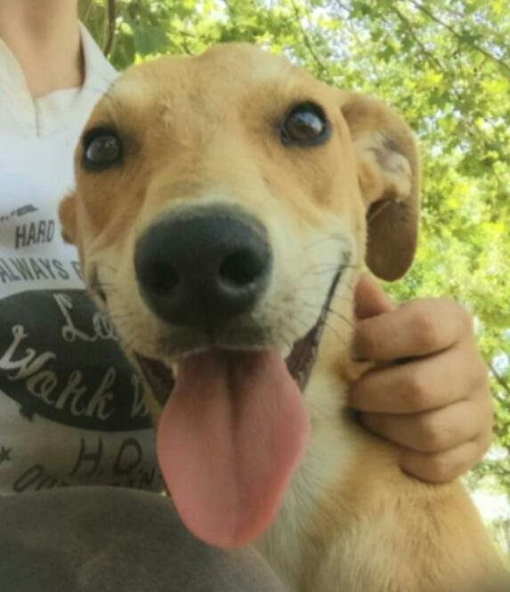 Mascota en adopción