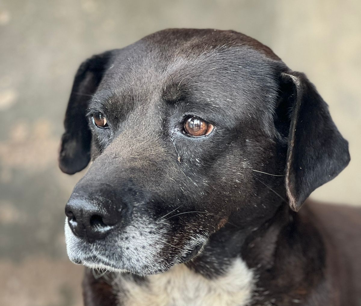 Mascota en adopción
