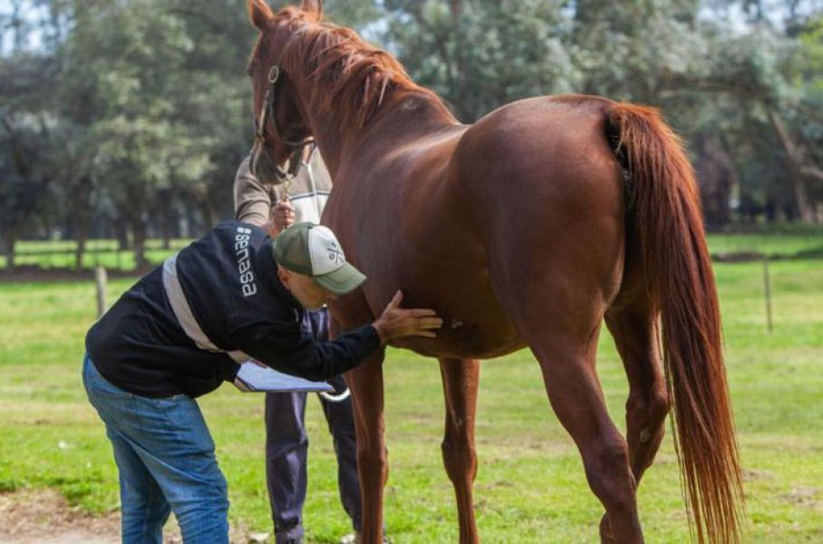 Salud: Campaña De Prevención De La Encefalomielitis Equina ...